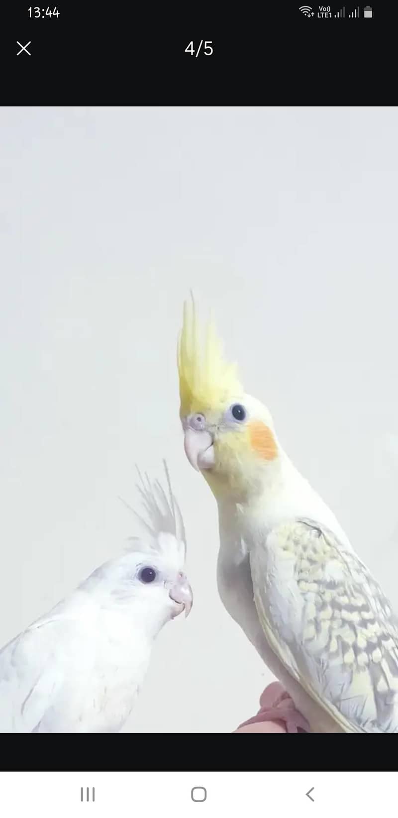 Cocktail 5