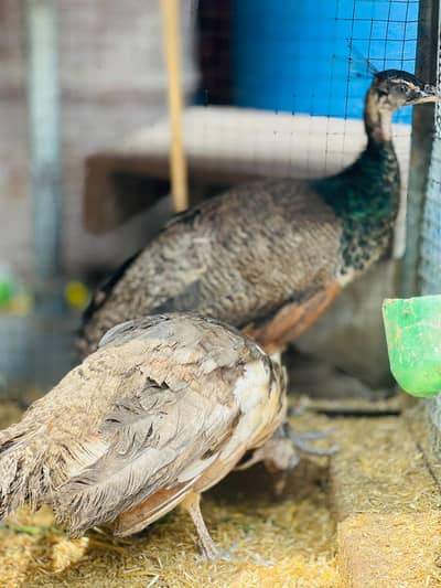peacock chicks for sale age maximum 4.5 months indianblue