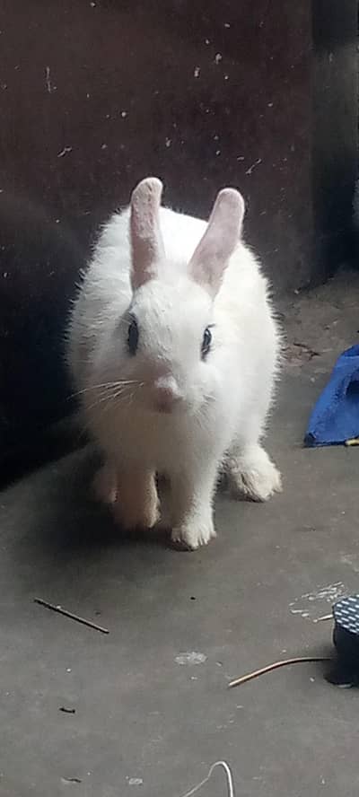 hotat dwarf with female or male duch main Hy halth a tube