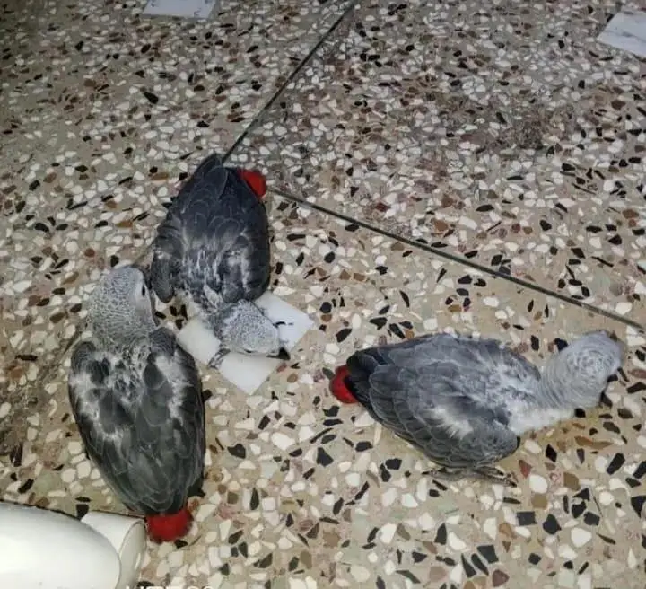 African grey parrot chicks for sale 0326/5946/493 — photo 3