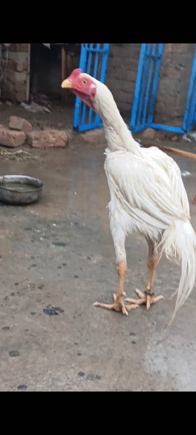 aseel white murga 03093561563