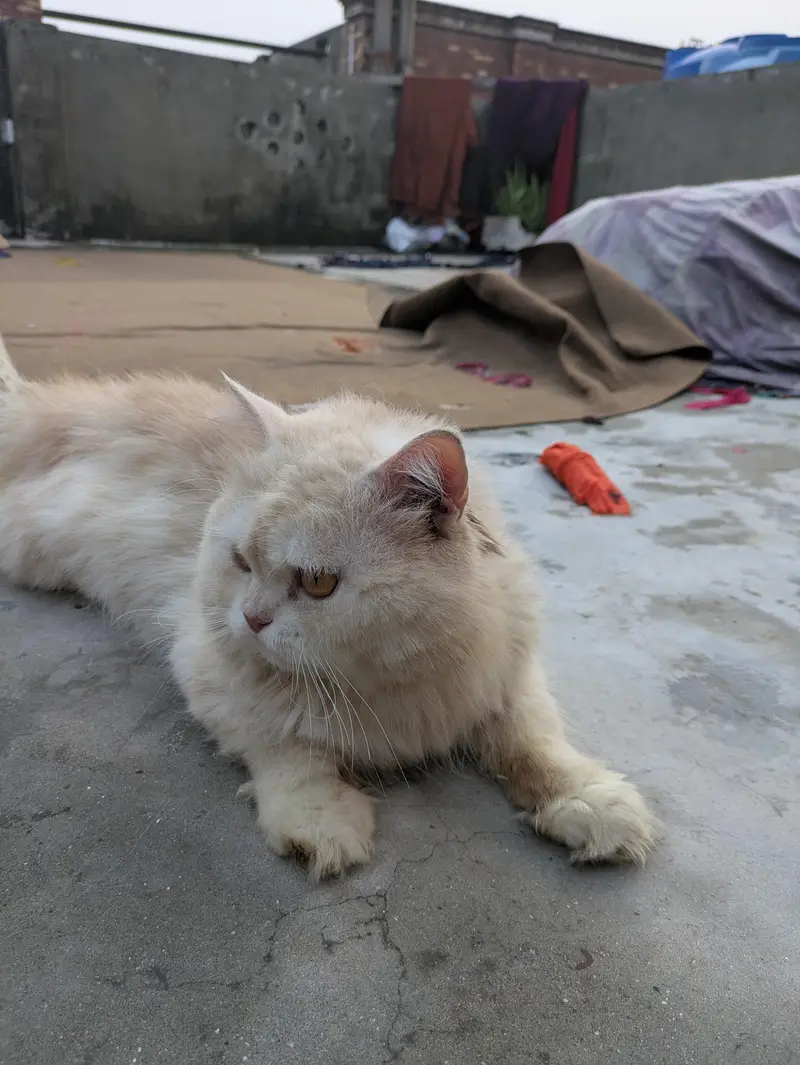 punch face ( male ) and dol face ( female ) — photo 3