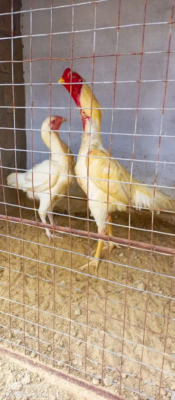 king German shamo, mianwali zero size & lakha 03168035881 — photo 3