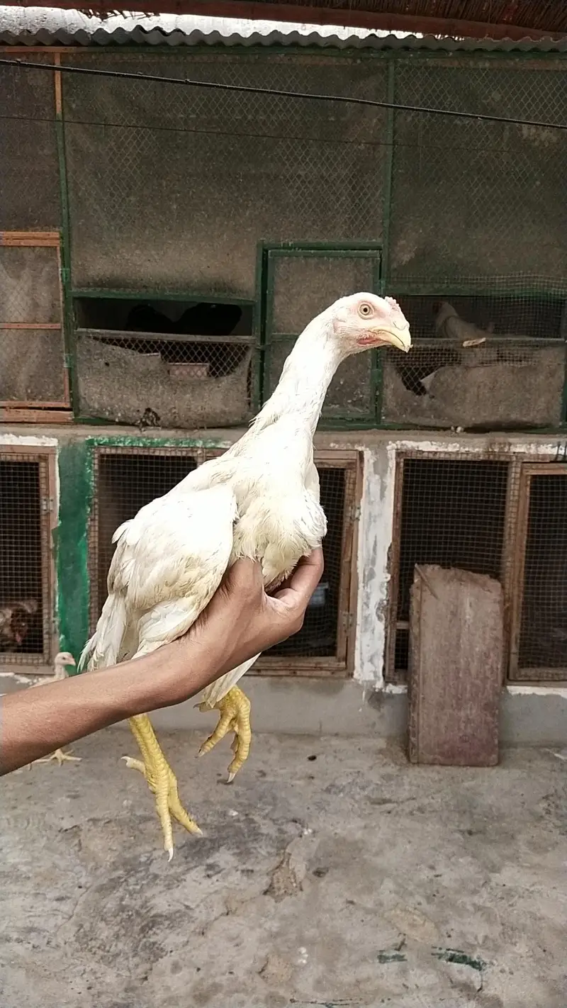 king German shamo, mianwali zero size & lakha 03168035881 — photo 4