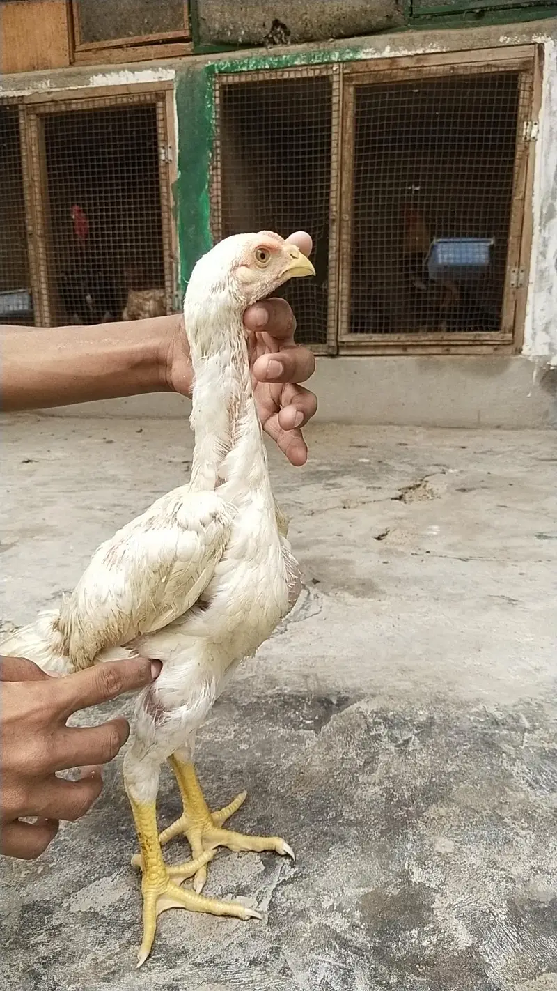 king German shamo, mianwali zero size & lakha 03168035881 — photo 5