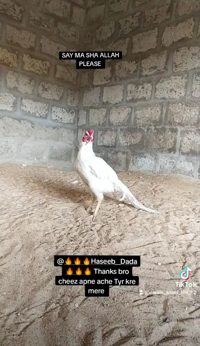 king German shamo, mianwali zero size & lakha 03168035881 — photo 8