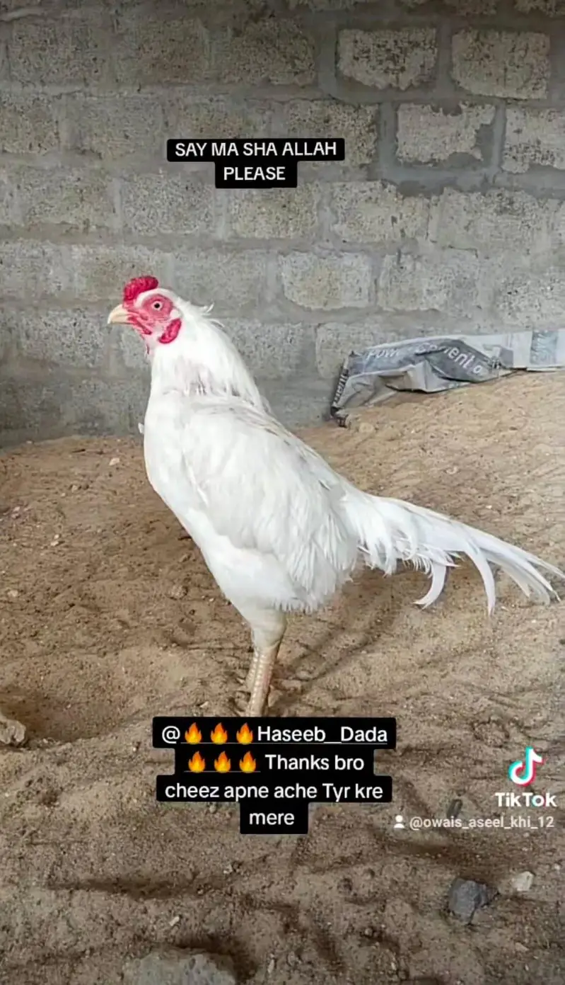 king German shamo, mianwali zero size & lakha 03168035881 — photo 9