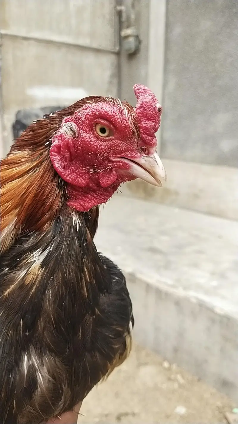 king German shamo, mianwali zero size & lakha 03168035881 — photo 10