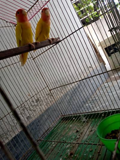 Lutino Lovebird pair for sale