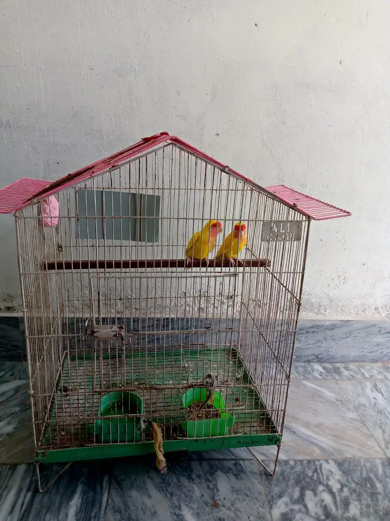 Lutino Lovebird pair for sale — photo 2