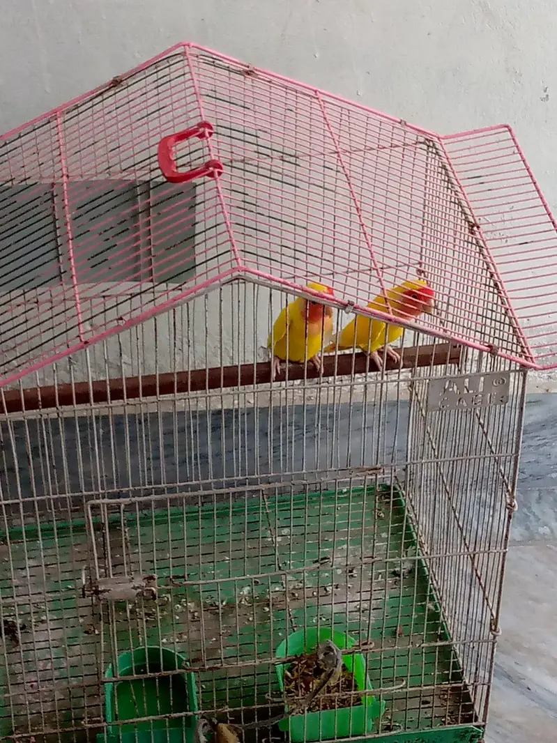 Lutino Lovebird pair for sale — photo 3