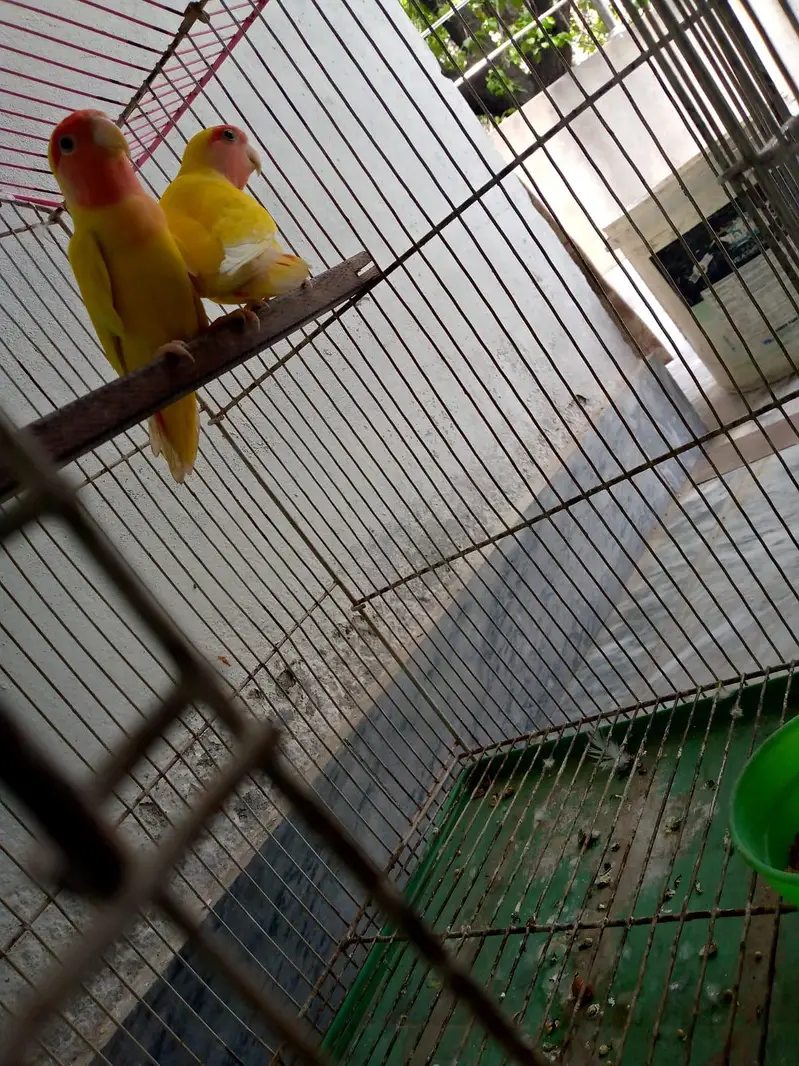 Lutino Lovebird pair for sale — photo 4