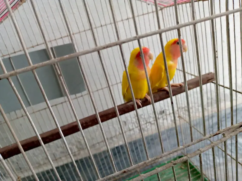 Lutino Lovebird pair for sale — photo 5
