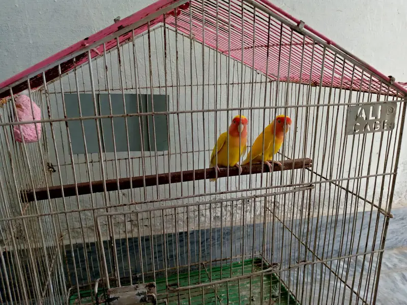Lutino Lovebird pair for sale — photo 6