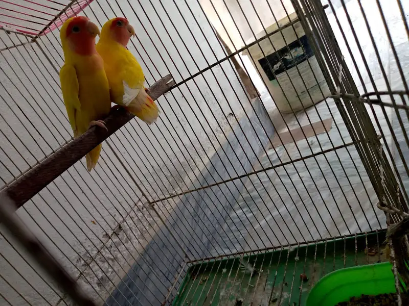 Lutino Lovebird pair for sale — photo 7
