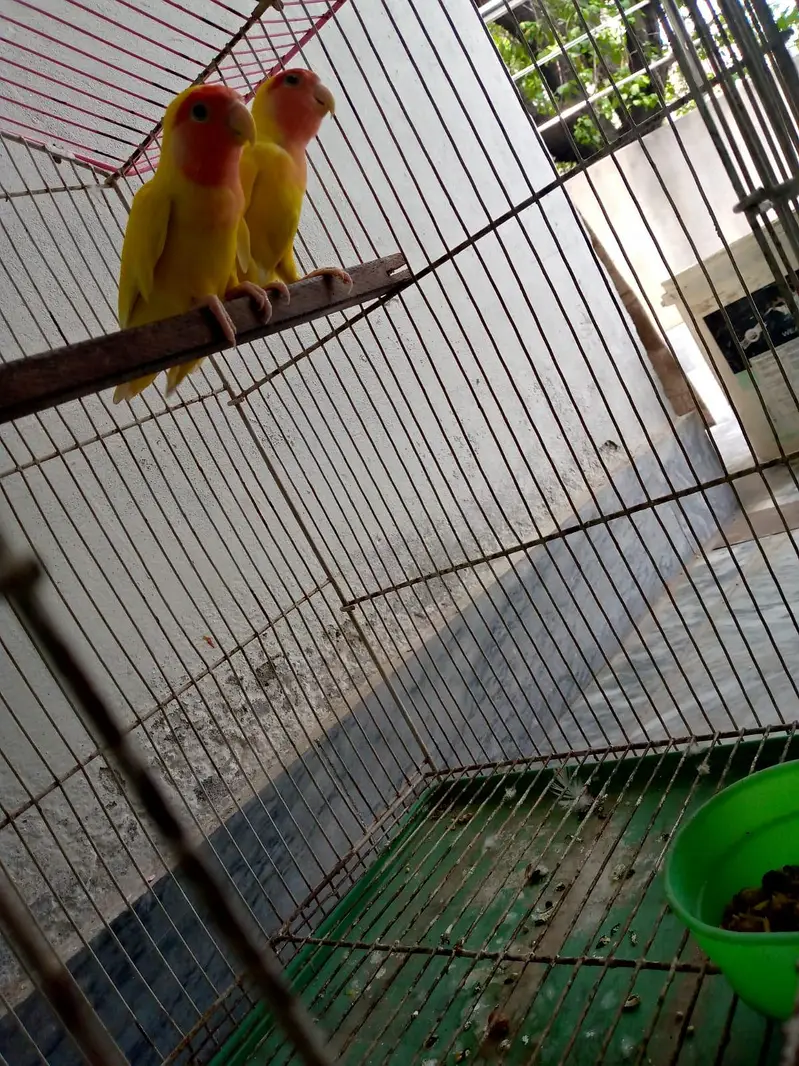 Lutino Lovebird pair for sale — photo 8