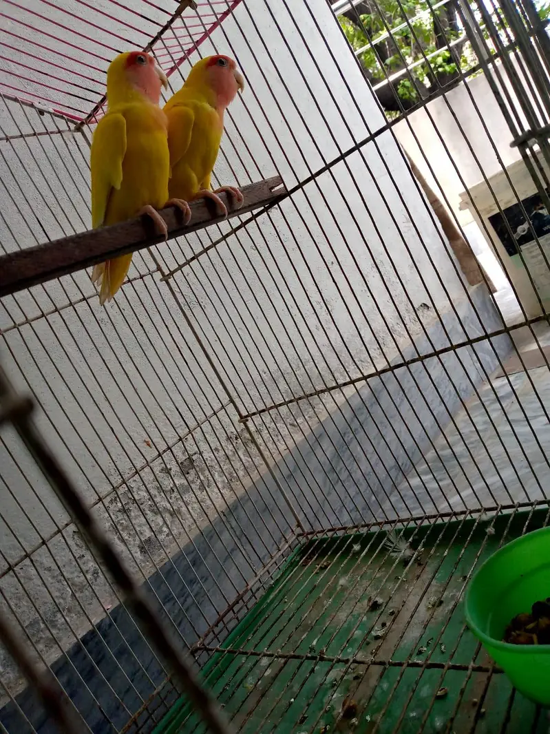 Lutino Lovebird pair for sale — photo 9