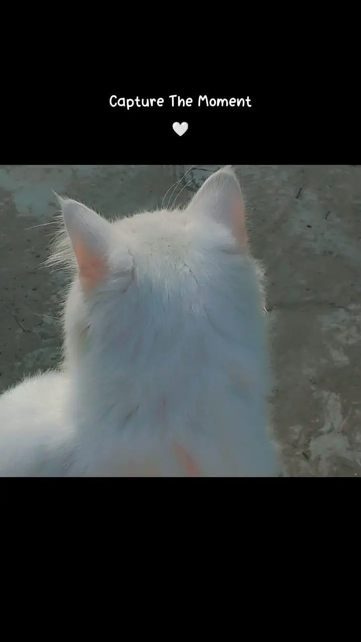 persian — photo 3
