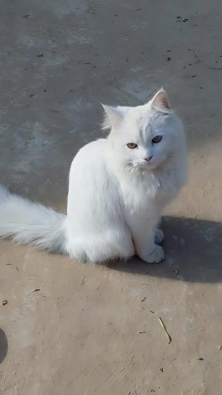 persian — photo 4