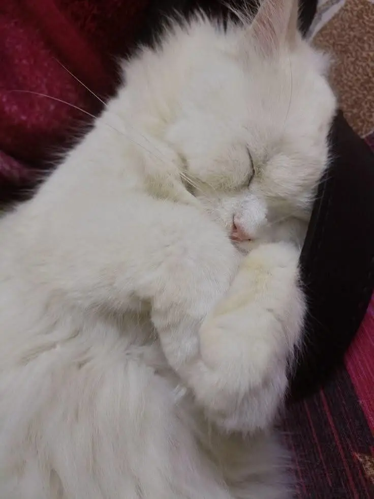 persian — photo 5