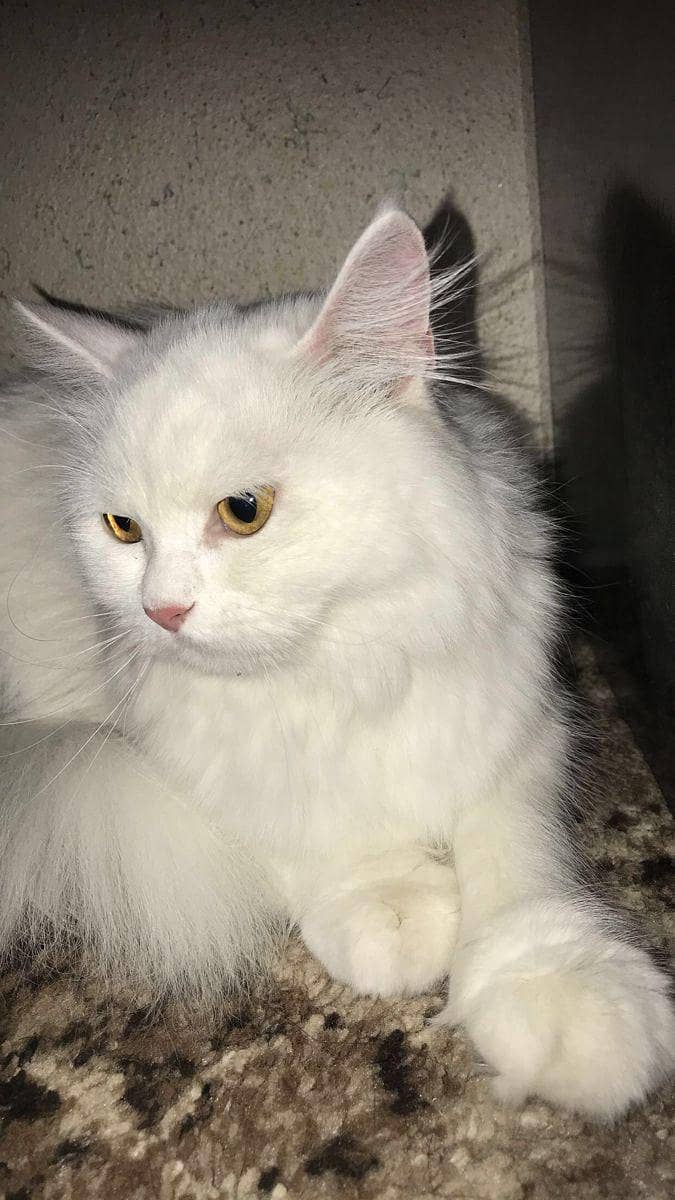 persian 5