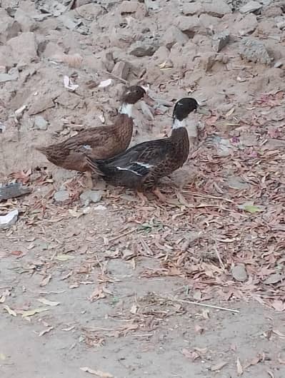 Ducks pair