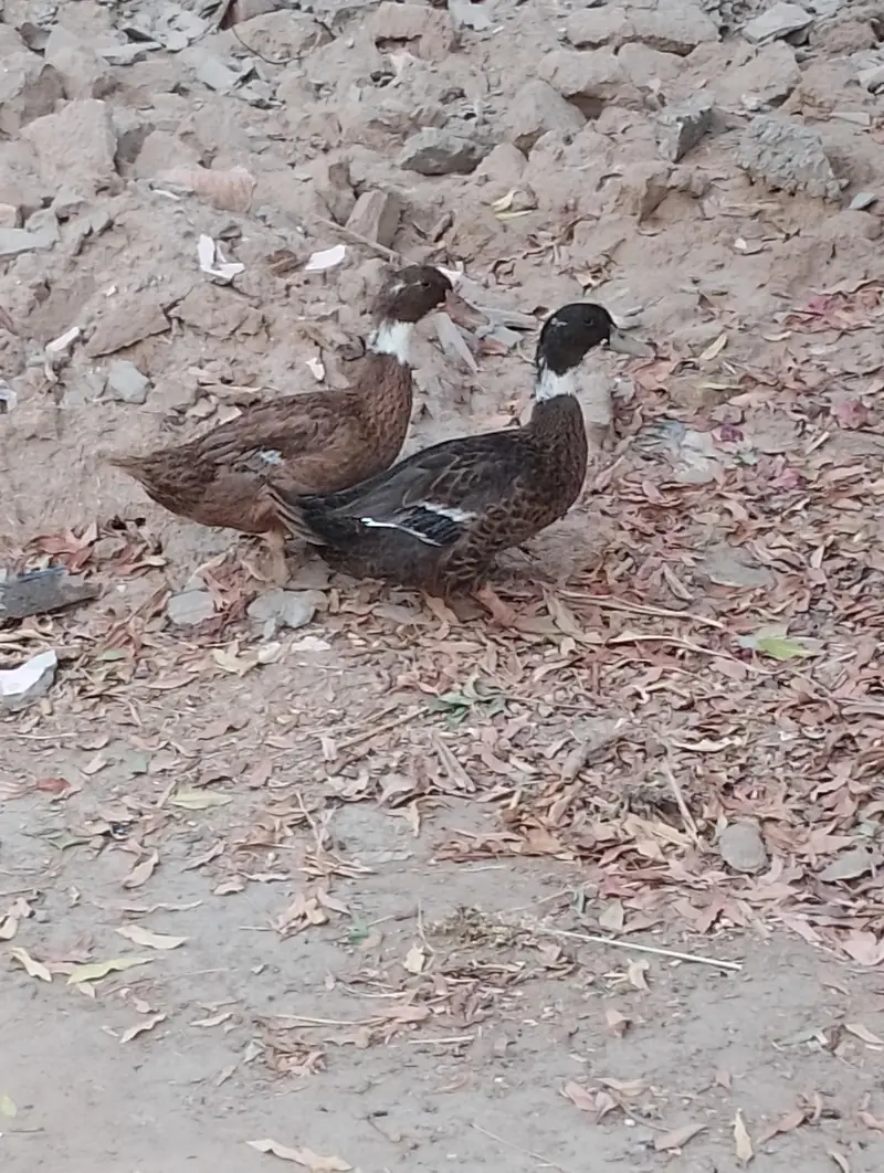 Ducks pair