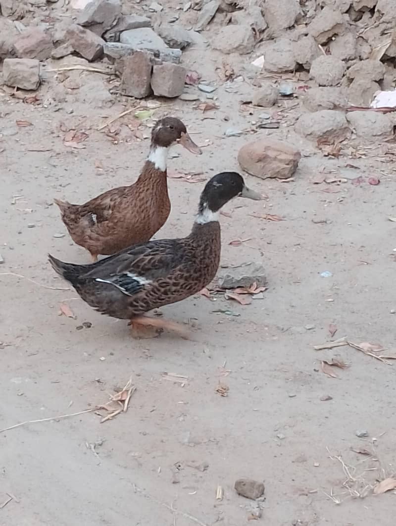 Ducks pair 1