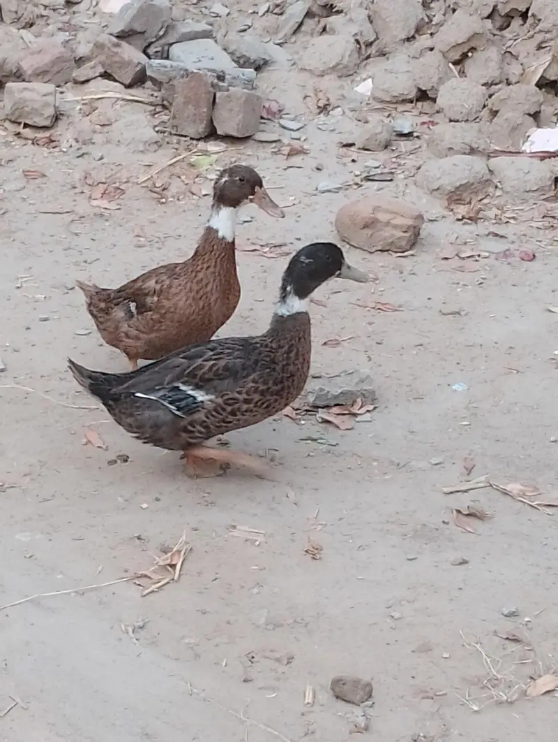 Ducks pair — photo 2