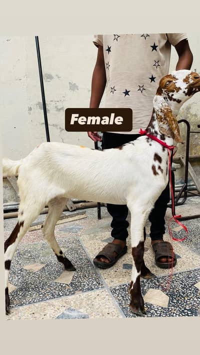 LAILPURI / makhicheni 3 Goats