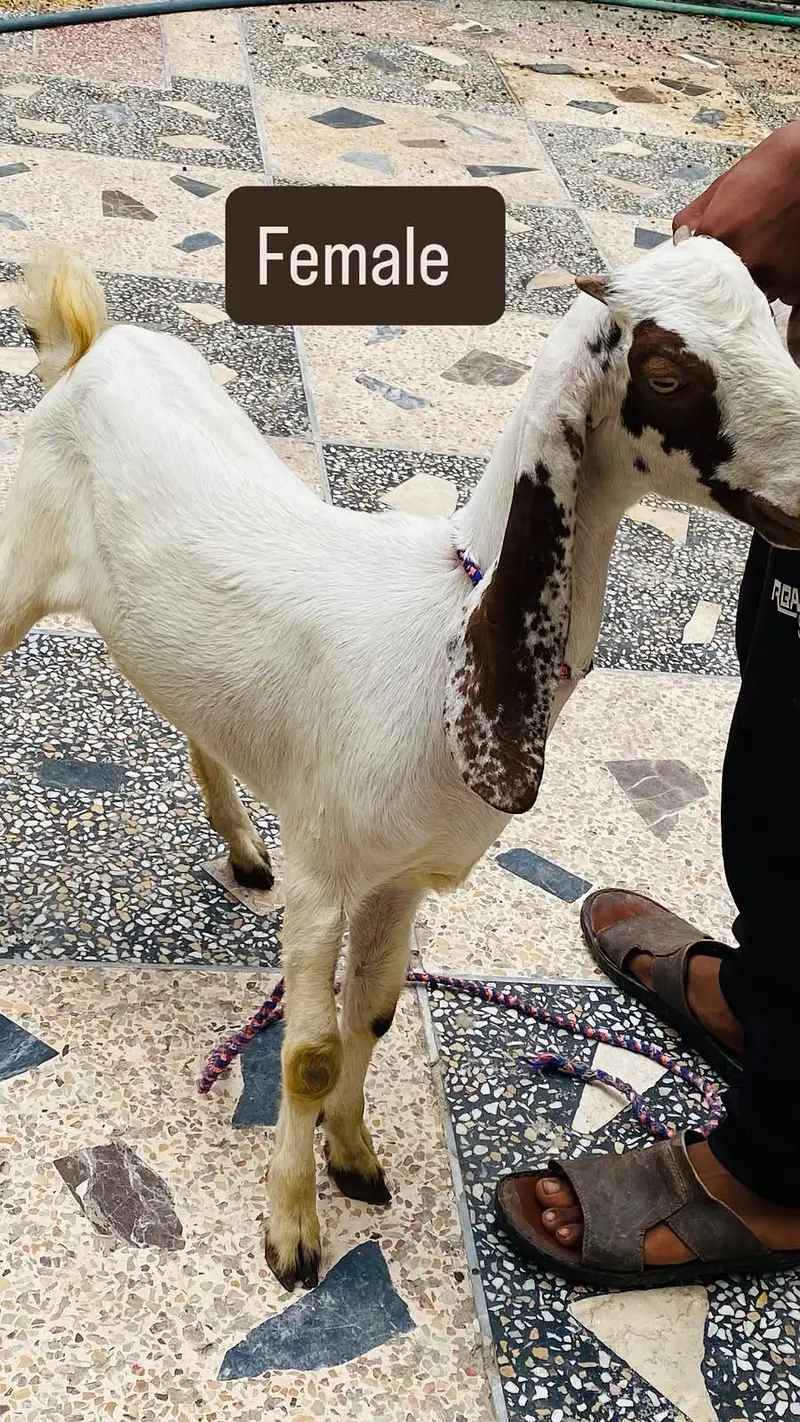 LAILPURI / makhicheni 3 Goats — photo 2
