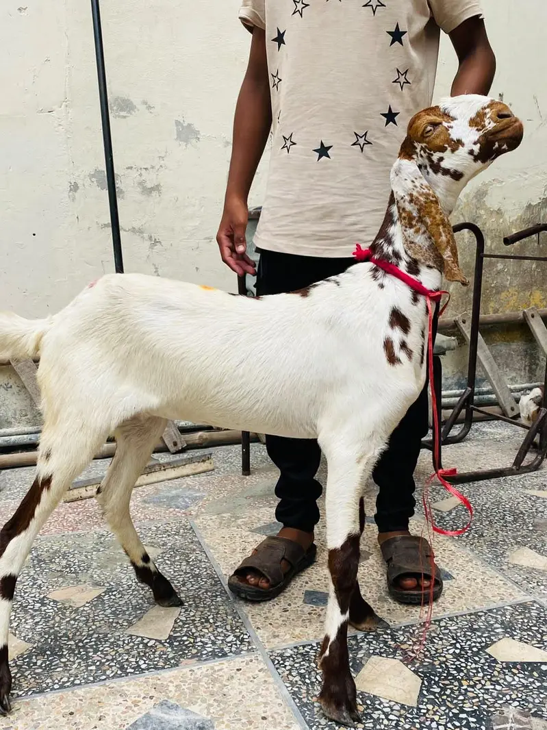 LAILPURI / makhicheni 3 Goats — photo 3