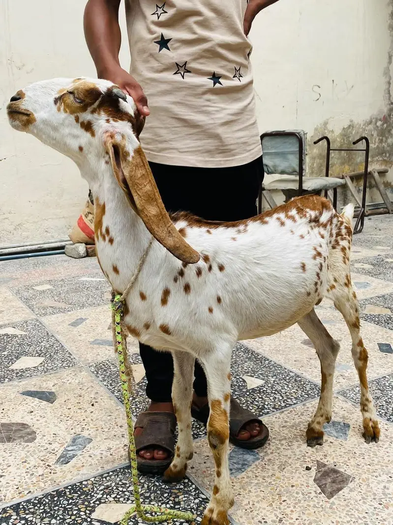 LAILPURI / makhicheni 3 Goats — photo 5