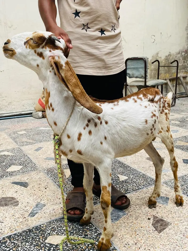LAILPURI / makhicheni 3 Goats — photo 6