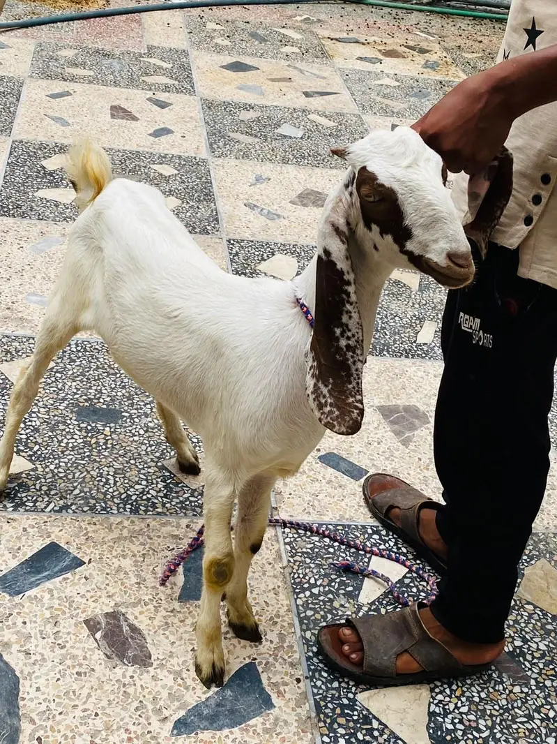 LAILPURI / makhicheni 3 Goats — photo 7