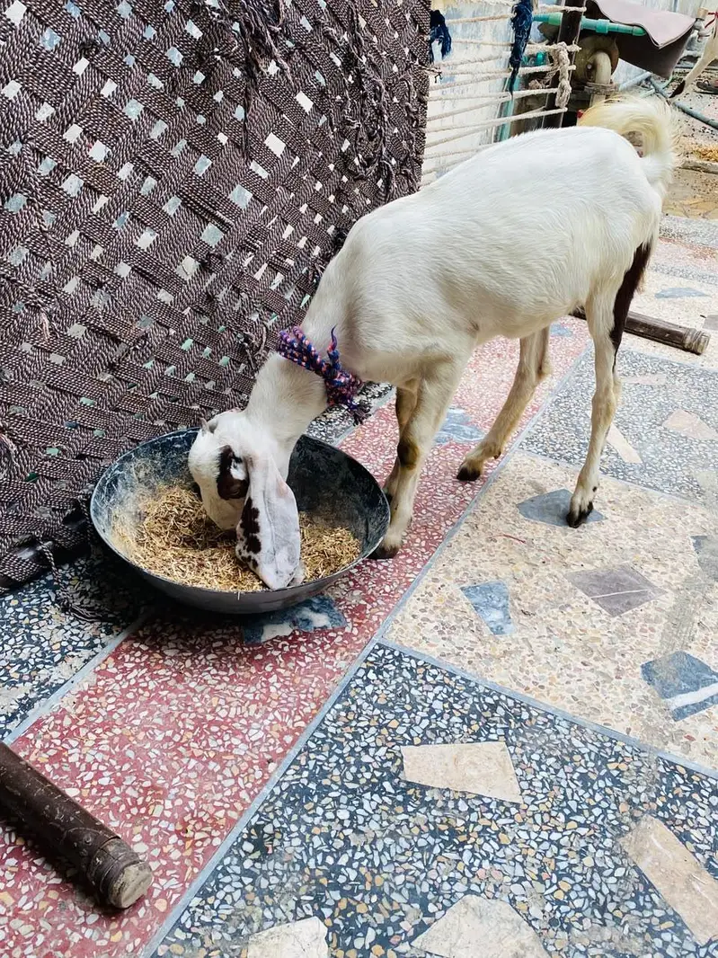 LAILPURI / makhicheni 3 Goats — photo 8