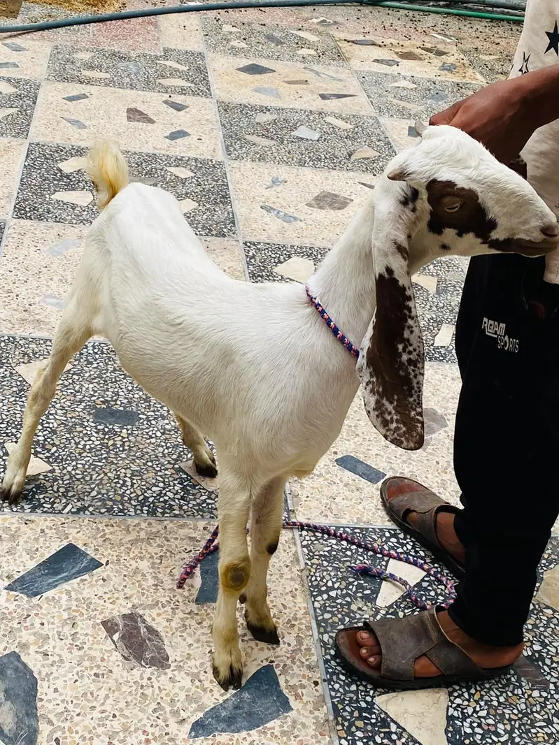 LAILPURI / makhicheni 3 Goats — photo 9
