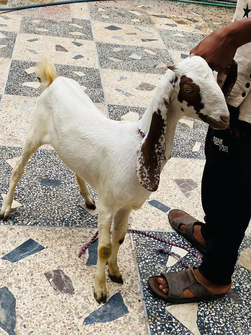LAILPURI / makhicheni 3 Goats — photo 10