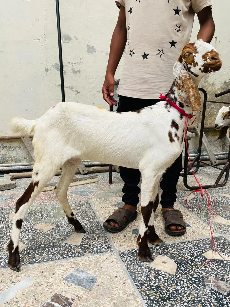 LAILPURI / makhicheni 3 Goats — photo 11