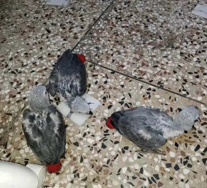 African gray parrot cheeks for sale 0370/7908/904 — photo 3