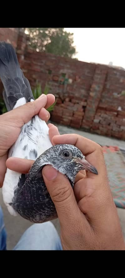 High Flyer resulted baby pigeons
