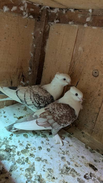 sentient pigeon