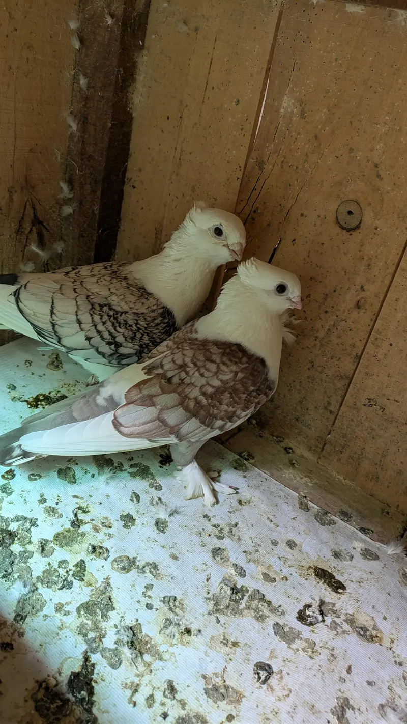 sentient pigeon — photo 2