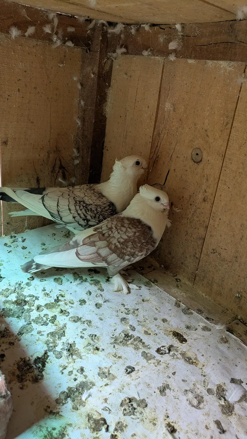 sentient pigeon — photo 3