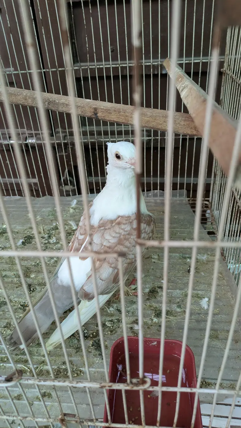 sentient pigeon — photo 4