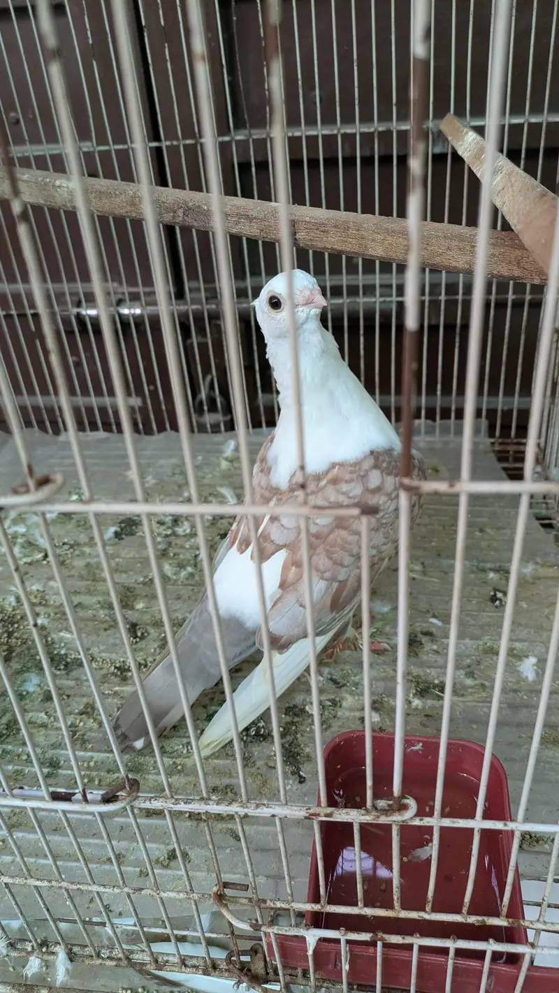sentient pigeon — photo 5