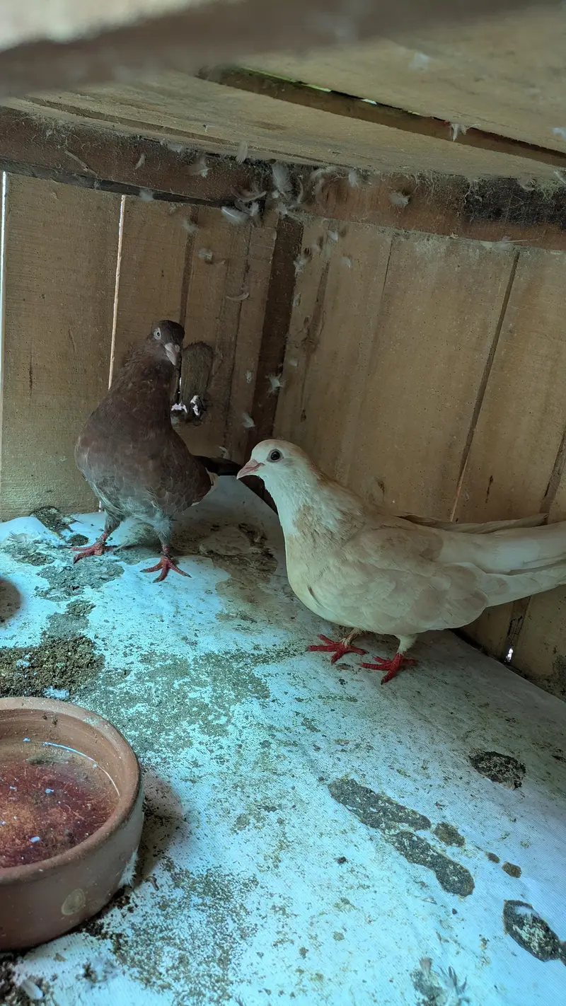 sentient pigeon — photo 6
