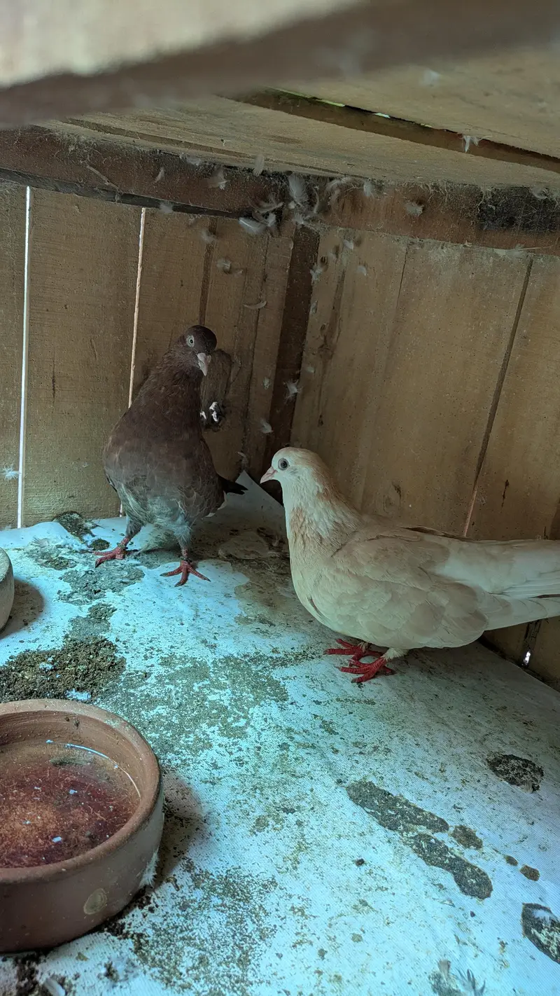 sentient pigeon — photo 7