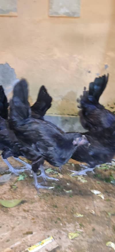 PURE AUSTRALORP BREED HENS MALE AND FEMALES