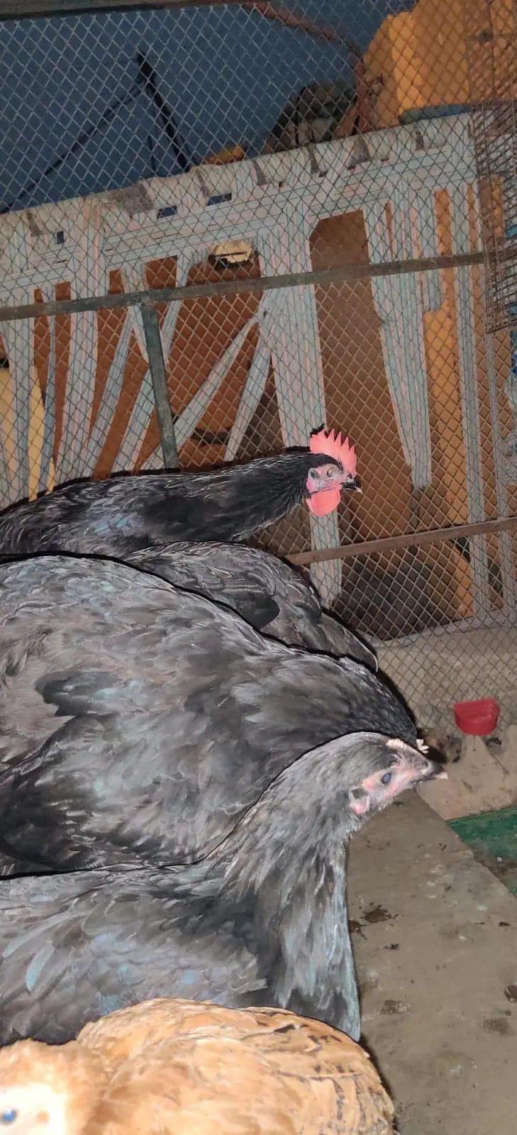 PURE AUSTRALORP BREED HENS MALE AND FEMALES — photo 2
